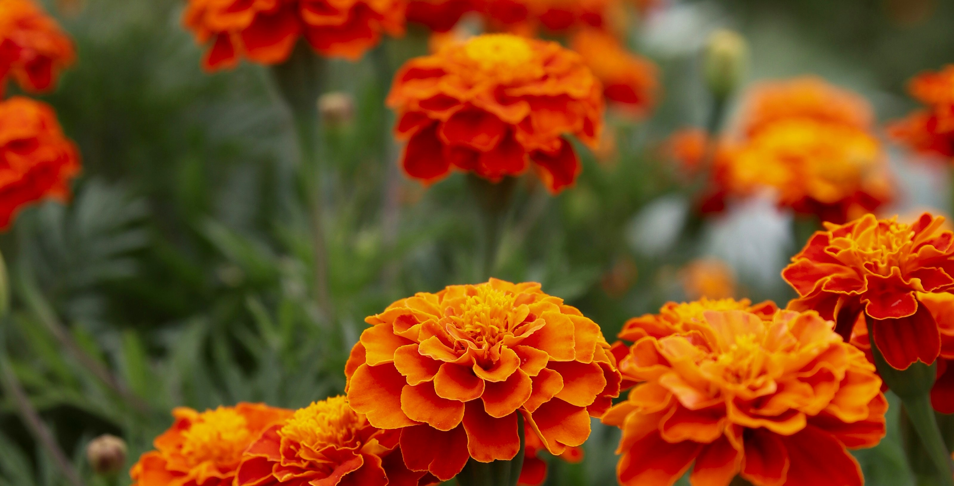 Dense golden marigold blooms — vivid orange and gold, more flowers than green