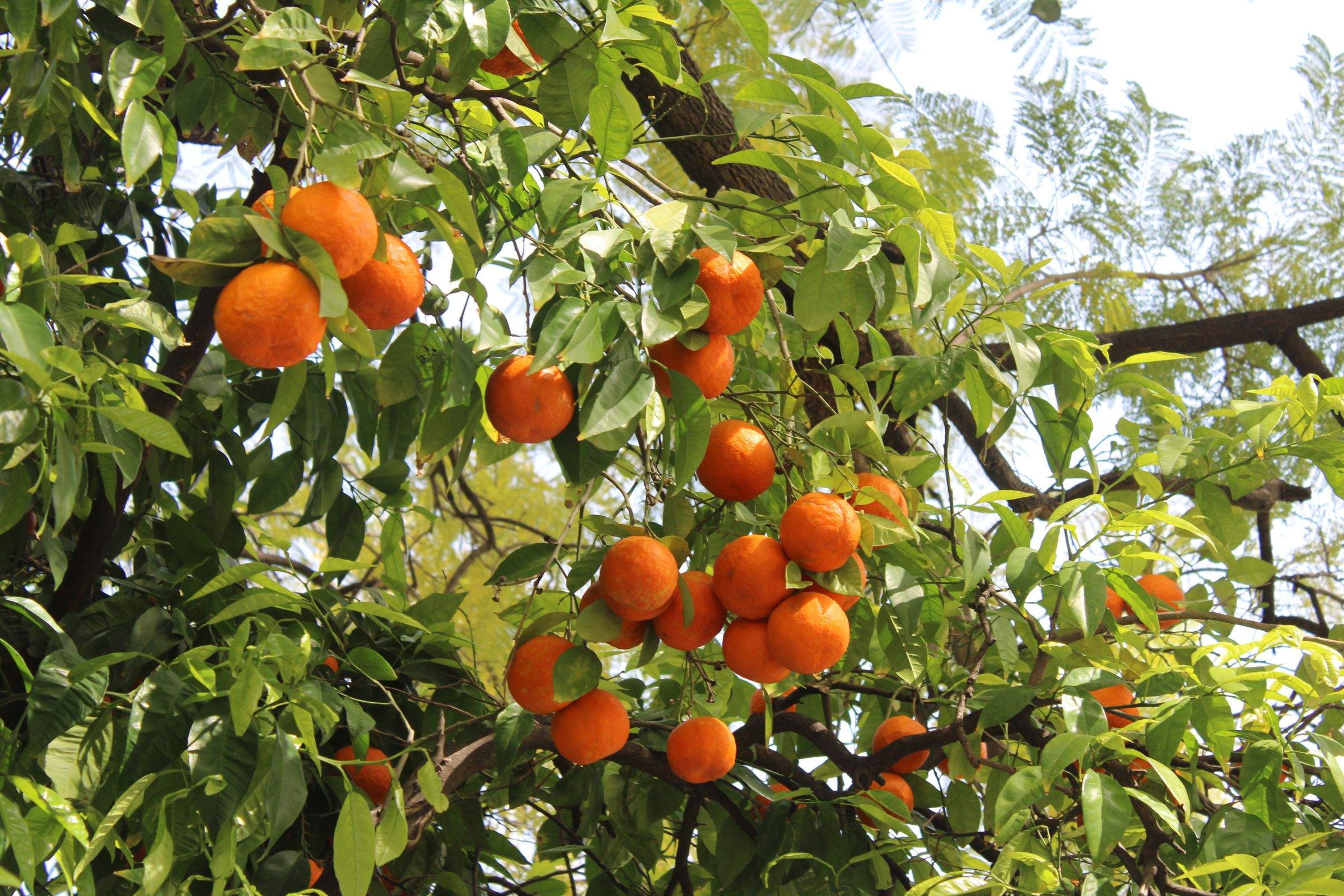 Ripe oranges on the tree in sunlight, fruit-heavy branches